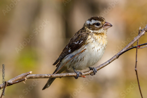 Close up of a female Rose-breasted Grosbeak (Pheucticus ludovicianus) also known as a Cut-throat, perched on a tree during spring. Selective focus, background blur and foreground blur. 