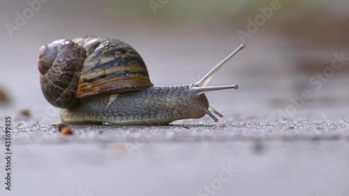 Slow large garden snail, escargot or grapevine snail traveling with slow motion speed as mollusc and gastropod on slime over stones, branches and leaves unstoppable in garden as natural delicious food