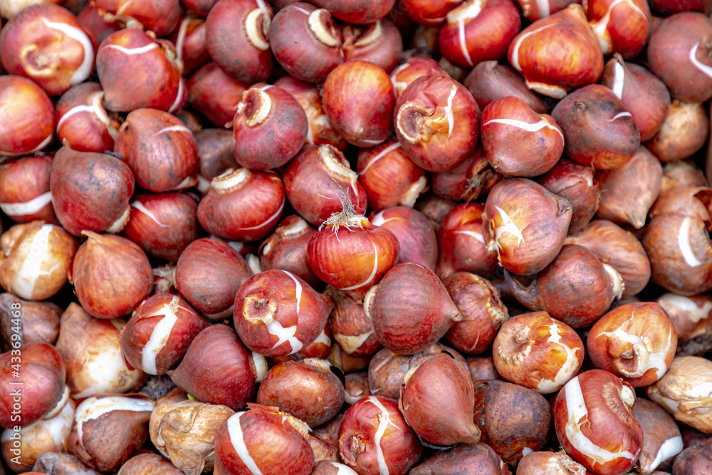 Selective focus of stacked group of tulip bulbs display in wooden box at flowers market, Tulip bulbs look like onions, Best souvenirs from Amsterdam, Netherlands. Selective focus of stacked group of tulip bulbs display in wooden box at flowers market, Tulip bulbs look like onions, Best souvenirs from Amsterdam, Netherlands.