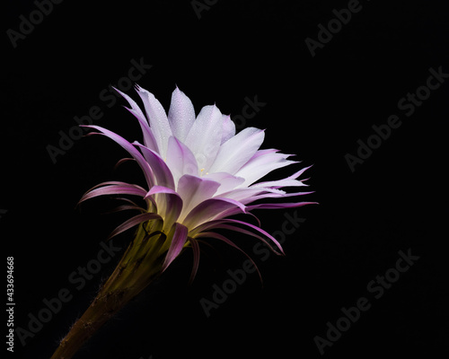 Eroica cactus flower on a plain black background