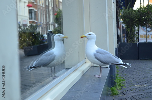 Seagull looking itself in a mirror