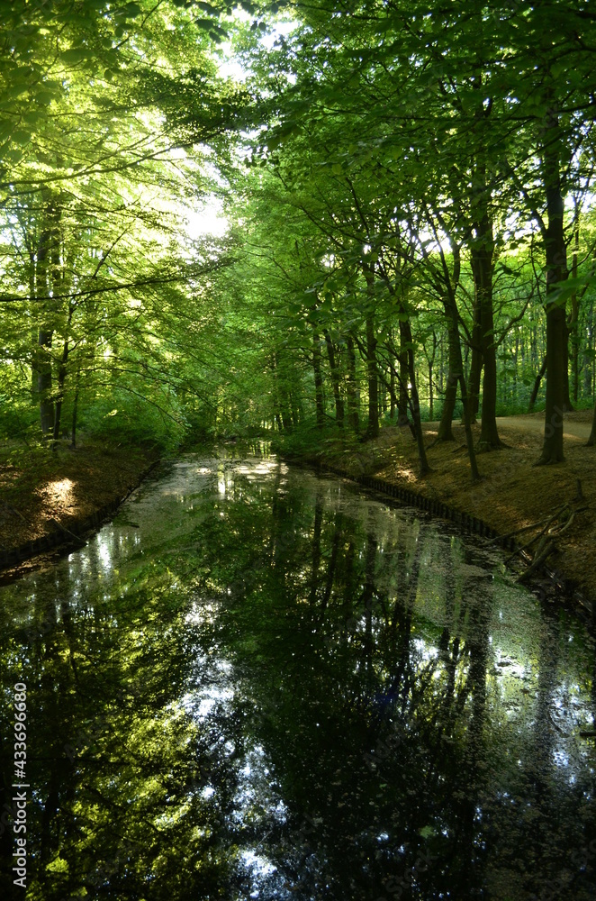 Morning in the forest by the swamp