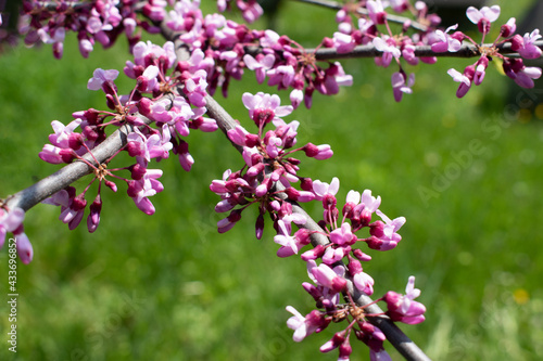 Pink flowers on the bushes. Green backround