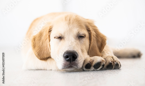 Adorable retriever muzzle with closed eyes