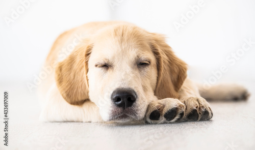 Adorable retriever muzzle with closed eyes © Ievgen Skrypko