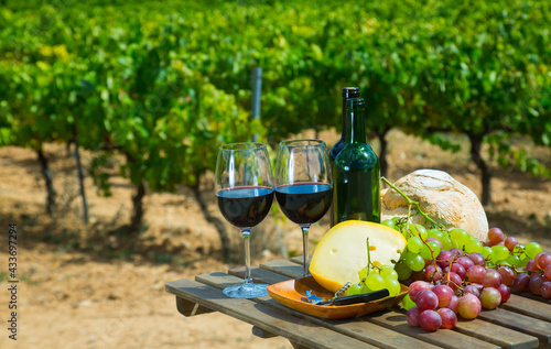 Fototapeta Naklejka Na Ścianę i Meble -  Glasses and bottles of red wine, cheese, bread and grapes against sunny vineyard