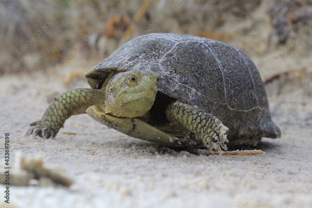 Fototapeta premium Tortuga endemica. 
