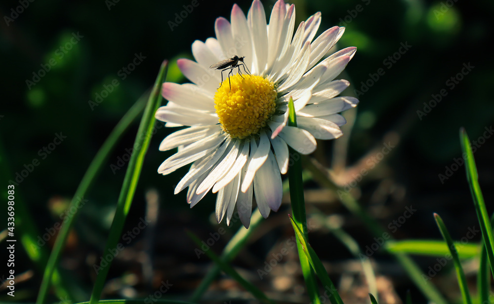 Obraz premium stokrotka