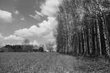 View of the field and the forest. BW