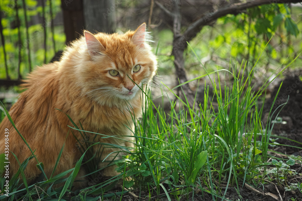 A cat sitting in a garden A cat sitting in a garden