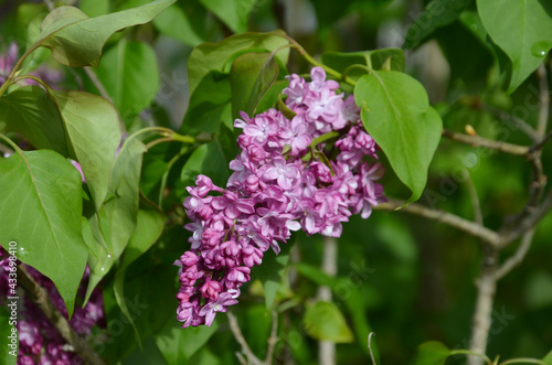 lilac after rain  blooming terry lilac