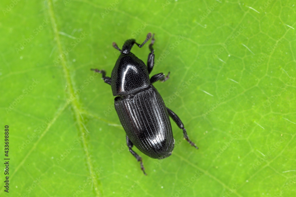 Melanobaris laticollis (formerly Baris). The larvae of this beetle from the weevil family damage cultivated plants of the cabbage family: radish, rapeseed, cabbage, cauliflower, broccoli and others. Melanobaris laticollis (formerly Baris). The larvae of this beetle from the weevil family damage cultivated plants of the cabbage family: radish, rapeseed, cabbage, cauliflower, broccoli and others.