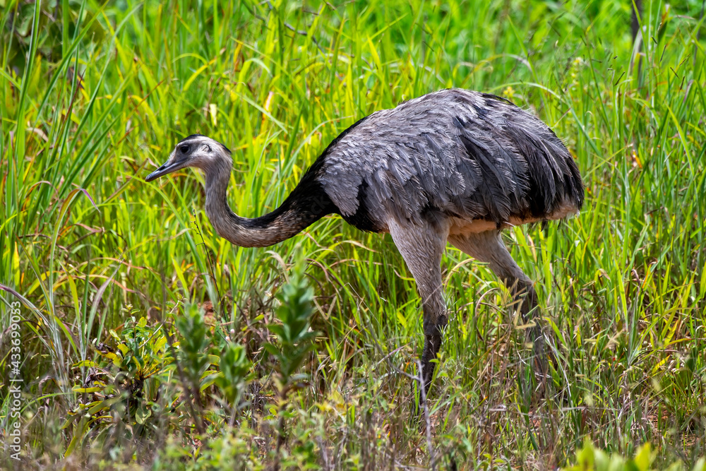 Fototapeta premium Greater Rhea photographed in Chapada dos Veadeiros National Park, Goias. Cerrado Biome. Picture made in 2015.