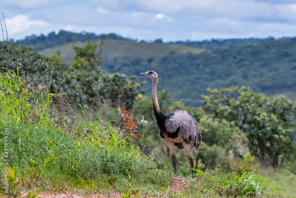 Naklejka premium Greater Rhea photographed in Chapada dos Veadeiros National Park, Goias. Cerrado Biome. Picture made in 2015.
