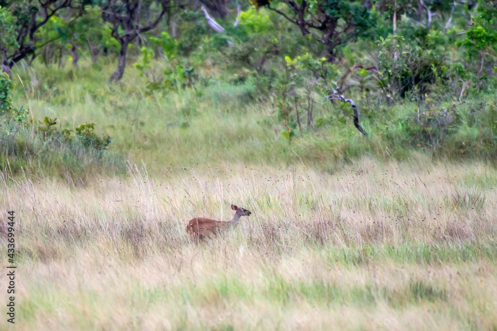 Red Brocket photographed in Chapada dos Veadeiros National Park, Goias. Cerrado Biome. Picture made in 2015. Red Brocket photographed in Chapada dos Veadeiros National Park, Goias. Cerrado Biome. Picture made in 2015.