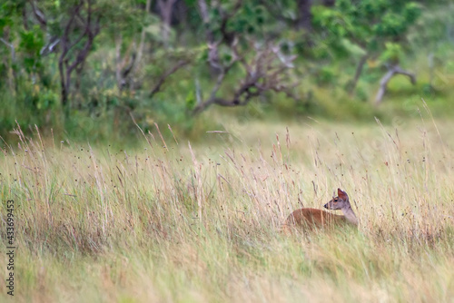 Red Brocket photographed in Chapada dos Veadeiros National Park, Goias. Cerrado Biome. Picture made in 2015.