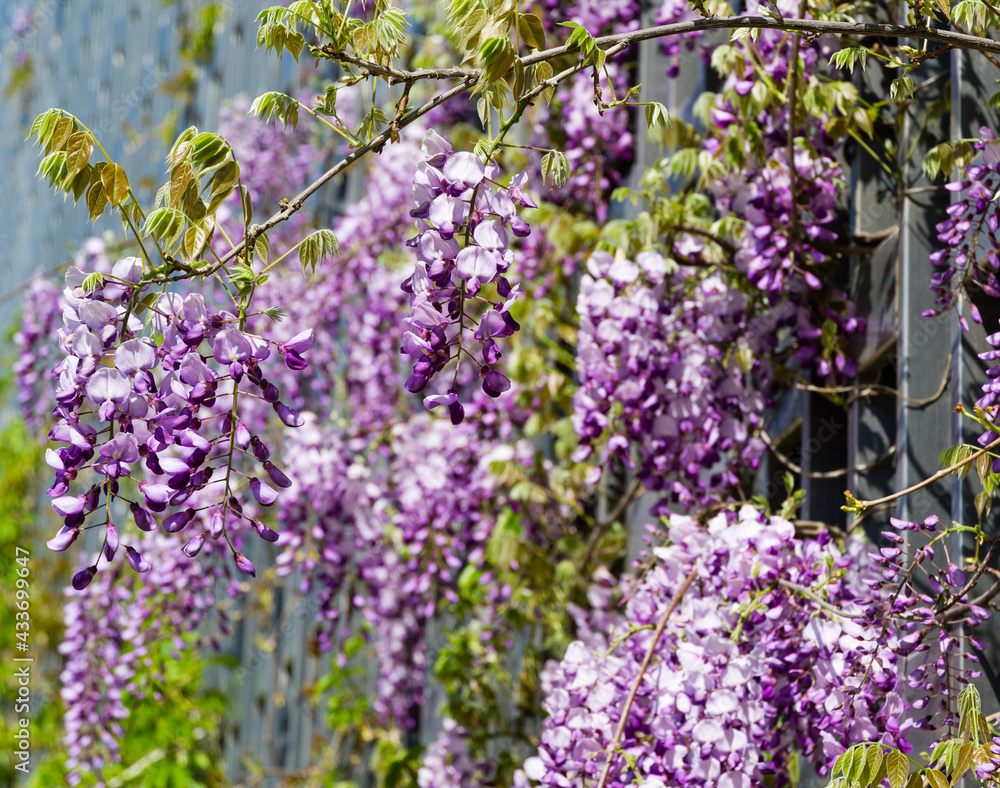 Obraz premium Close-up flowering Purple Wisteria, Chinese or Japanese Wisteria on decorative metal wall in Public landscape city park Krasnodar or Galitsky Park. Beautiful violet flowers in sunny spring