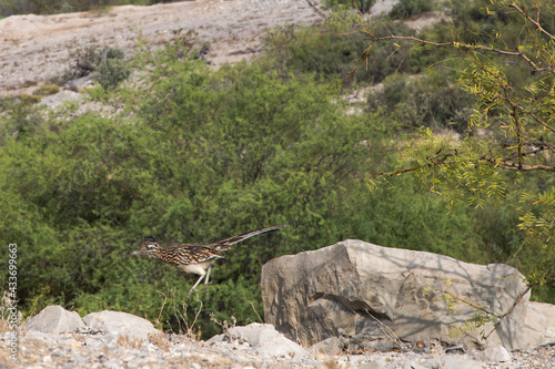 Aves 