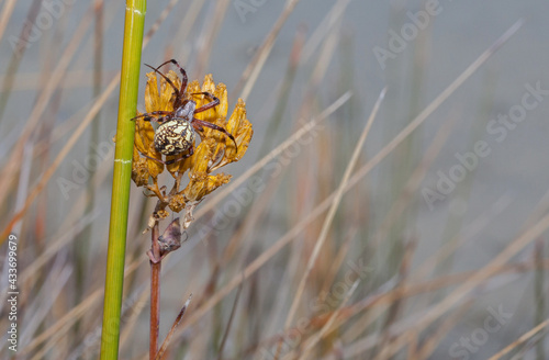 Araña