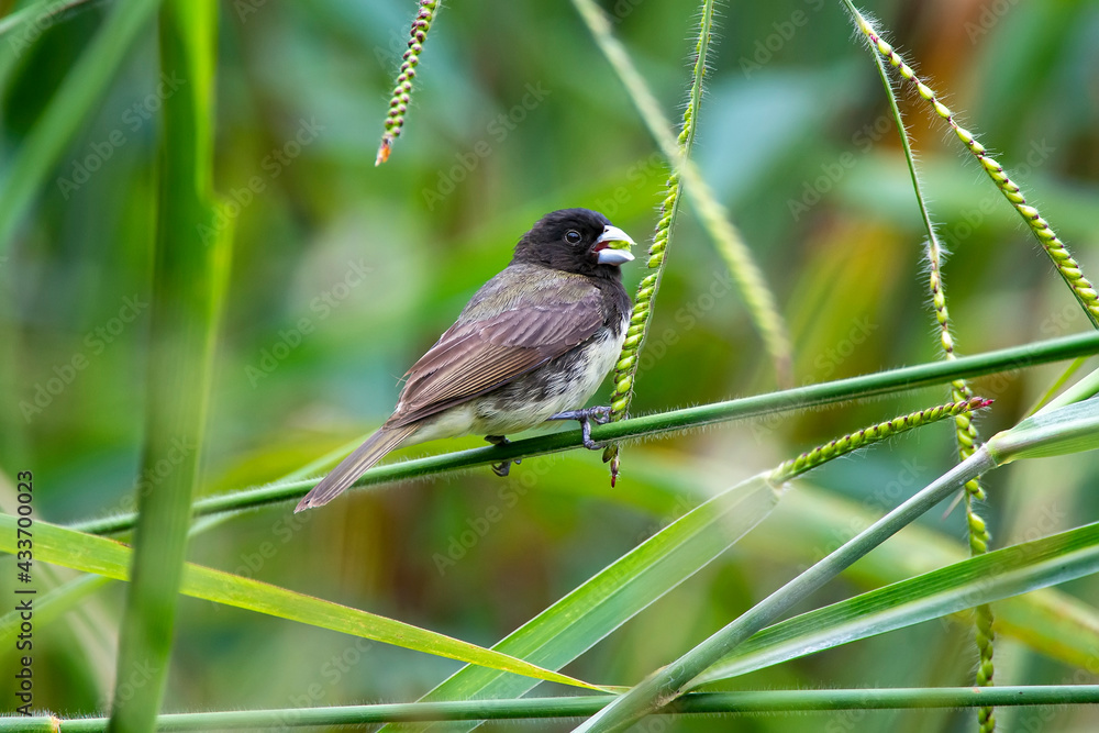 Obraz premium Yellow bellied Seedeater photographed in Chapada dos Veadeiros National Park, Goias. Cerrado Biome. Picture made in 2015.