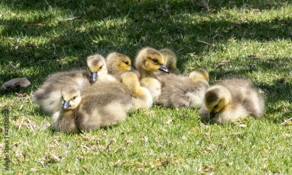 Canada goose goslings cuddling together on the grass on a sunny spring day in Irvine California Canada goose goslings cuddling together on the grass on a sunny spring day in Irvine California