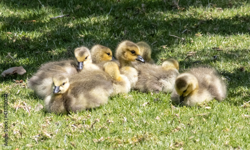 Canada goose goslings cuddling together on the grass on  a sunny spring day in Irvine California