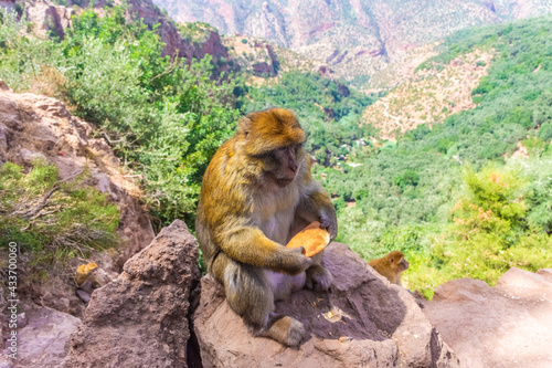 Wild barbary ape sitting on the Ouzoud Canyon, Morocco © Stefano Zaccaria