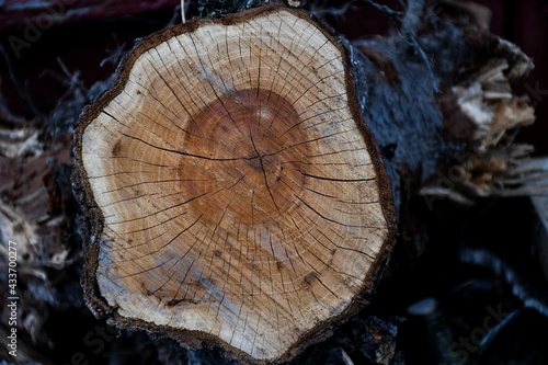 Osobliwy kloc drewna śliwkowego  © calibanx