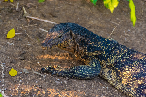 Wild monitor lizard in Lumphini Park  Bangkok  Thailand