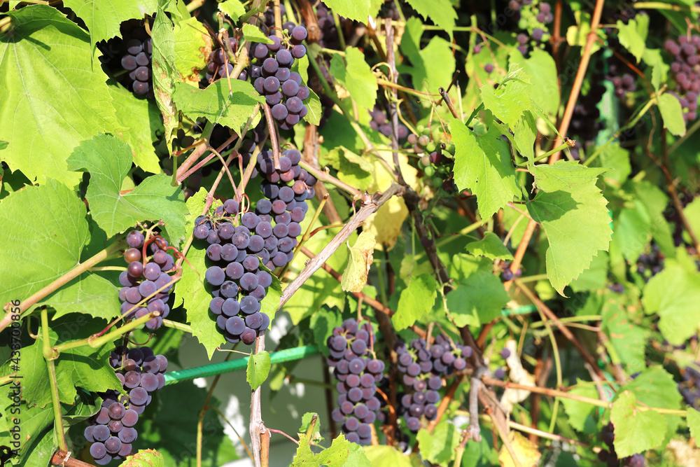 Ripening blue grapes on vine with green leaves