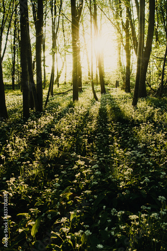 White wild garlic flowers in the nature forest with warm bright magic sunset glow in the woods. Beautiful natural woodland scene with blossom spring colors
