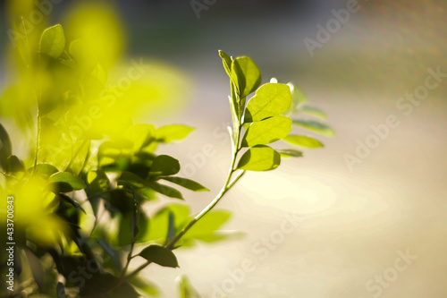 Green. Tree leaves. Blur. sunset.