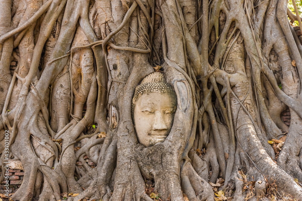 Buddha head embedded in a Banyan Tree in Ayutthaya, Thailand Buddha head embedded in a Banyan Tree in Ayutthaya, Thailand