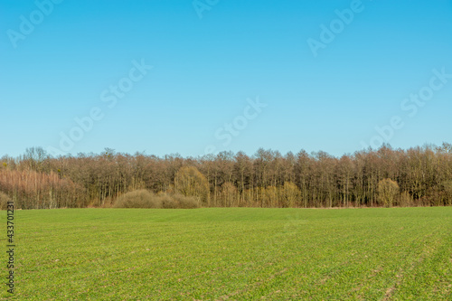 Green field with a forest and the blue sky  Zarzecze  Poland
