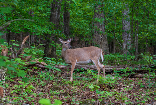 Deer in the Woods, Little Mulberry Park, GA
