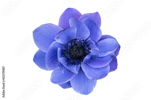Beautiful blue anemone flower, isolated on a white background