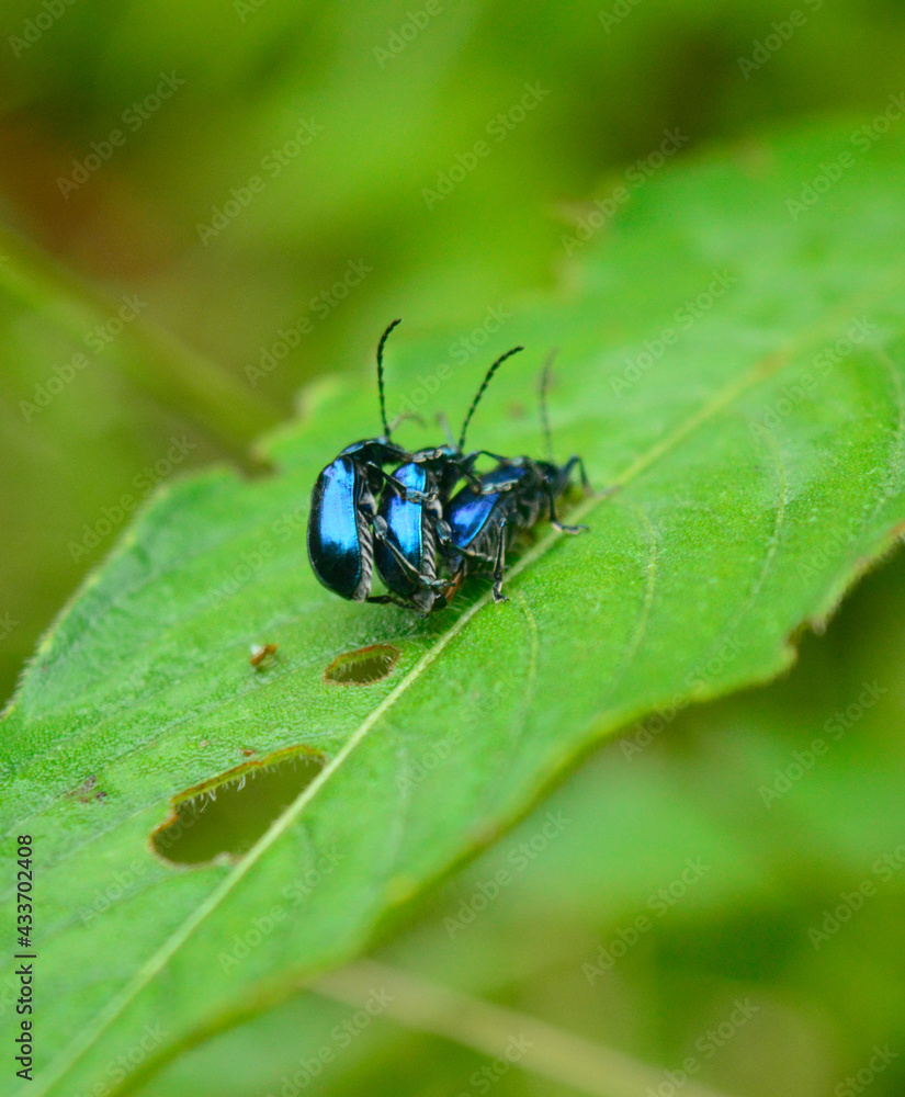 Bugs reproduction act in the wild. Fauna from La Sierra Maestra Mountains in Santiago de Cuba, Cuba Bugs reproduction act in the wild. Fauna from La Sierra Maestra Mountains in Santiago de Cuba, Cuba