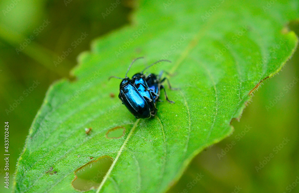 Bugs reproduction act in the wild. Fauna from La Sierra Maestra Mountains in Santiago de Cuba, Cuba Bugs reproduction act in the wild. Fauna from La Sierra Maestra Mountains in Santiago de Cuba, Cuba