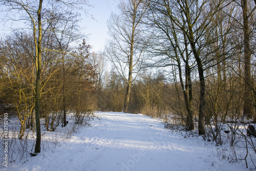 Dutch forest covered with snow with sunshine during wintertime © Kruwt