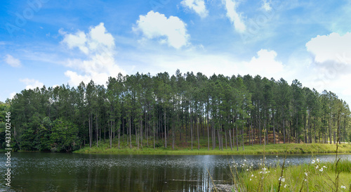 Pines trees view at the other side of the lake at Las Terrazas, Artemisa, Cuba