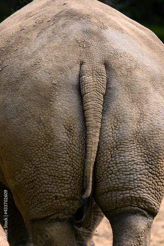 The back of a standing rhino with a tail. photo