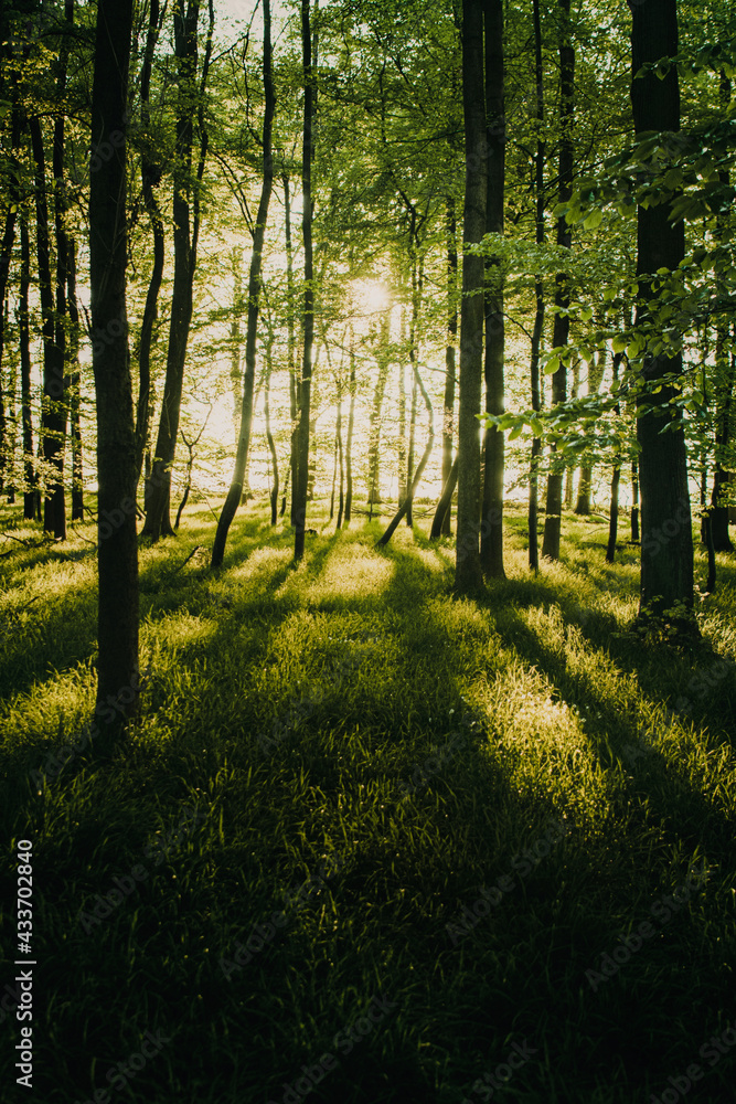 Naklejka premium Magic bright sunset light in the summer forest with long shadows and beautiful green grass nature. Warm light in a woodland evening scene