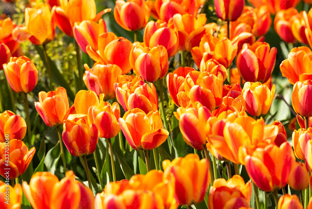 Beautiful tulips at a tulip field. Beautiful tulips at a tulip field.