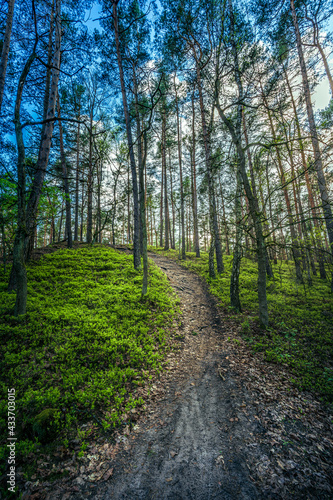 Ścieżka w parku narodowym w polsce