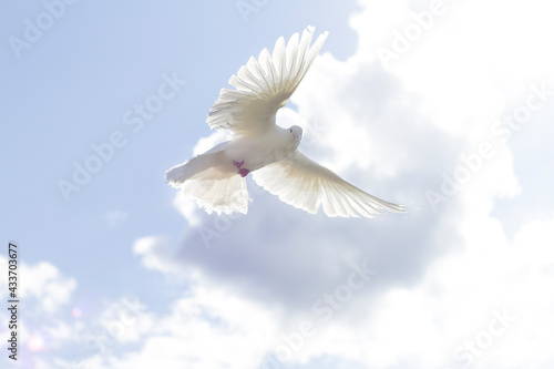 Canvas Print The wing of a white dove glows in the sun