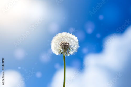 White fluffy dandelion on blue sky background with clouds and side. Concept of freedom and dreams