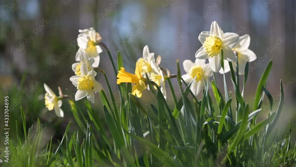Blooming daffodils, narcissus flowers, springtime in the garden. Blooming daffodils, narcissus flowers, springtime in the garden.