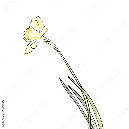 illustration of gentle daffodils on a white background. line art daffodils