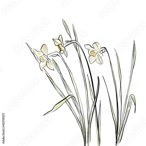 illustration of gentle daffodils on a white background. line art daffodils