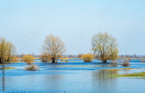 Wallpaper Mural Flooded trees during a period of high water. Trees in water. Landscape with spring flooding of Pripyat River near Turov, Belarus. Torontodigital.ca